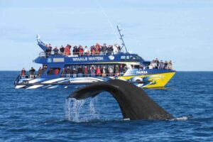 Whale watching Mirissa