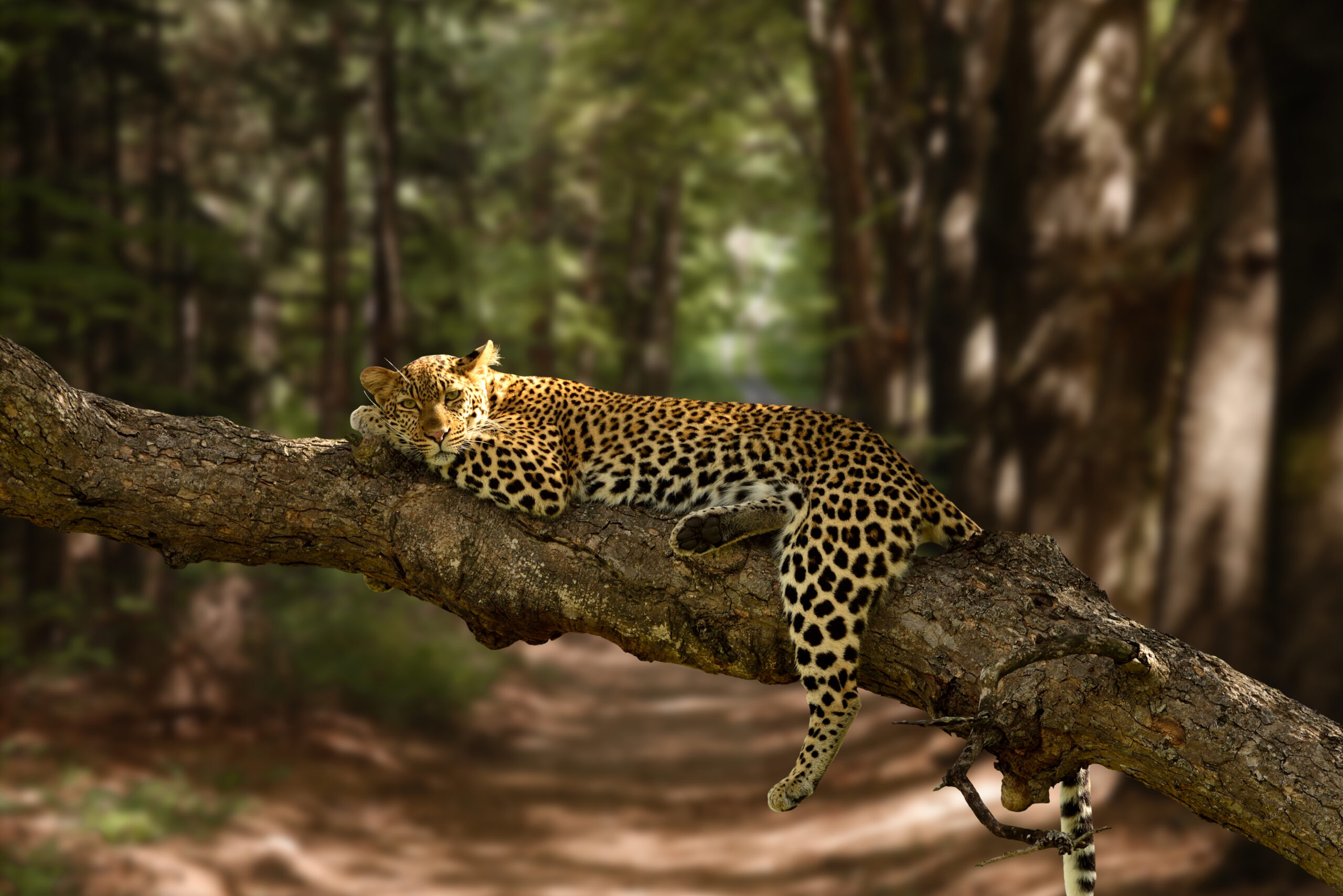 Second slider image with leopard