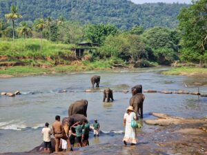 Elephant orphanage Pinnawala