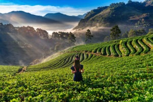 Nuwara eliya scenery 